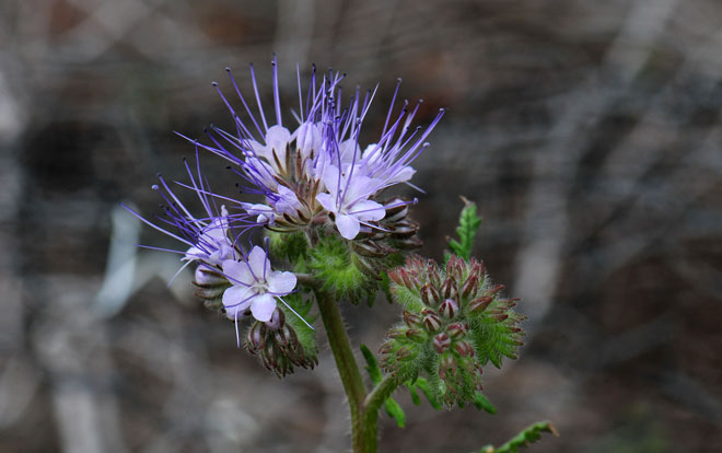 Lacy Phacelia has showy flowers ranging from blue to lavender-blue. The flowers are bell-shaped without stems in a scorpioid type flowering stalk. The fruit is a capsule. Phacelia tanacetifolia Lacy Phacelia has showy flowers ranging from blue to lavender-blue. The flowers are bell-shaped without stems in a scorpioid type flowering stalk. The fruit is a capsule. Phacelia tanacetifolia